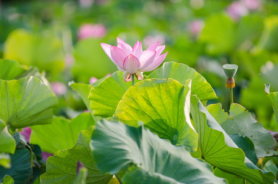 pink petaled flower selective focus image HD wallpaper