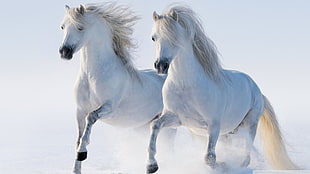 two white horses, horse HD wallpaper
