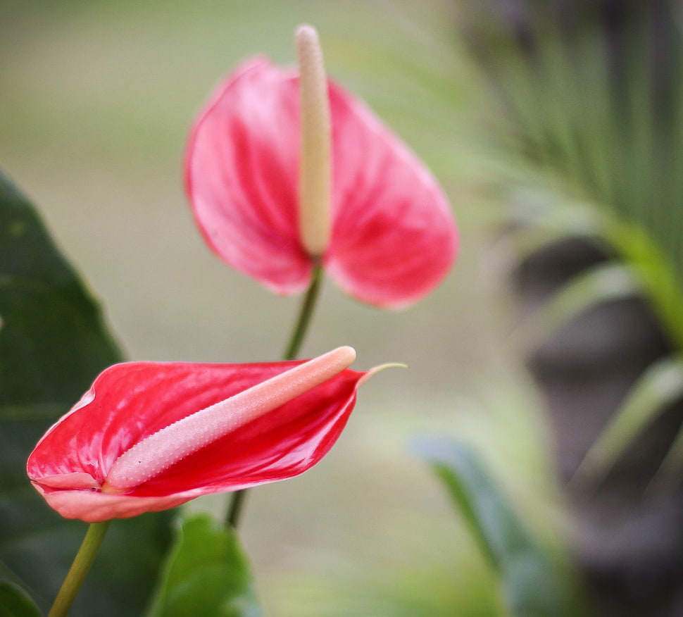shallow focus photography of red flower HD wallpaper