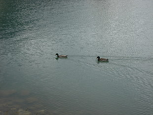 two brown mallard ducks, lake, water, animals, duck