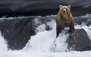 bear on waterfall