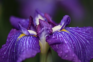 close up photo of purple flowers