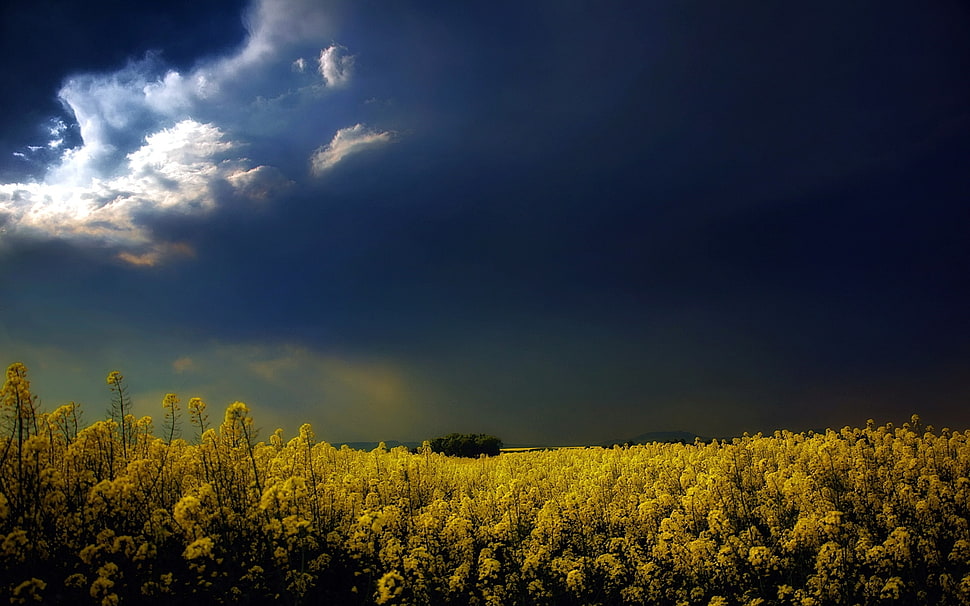 yellow flower field HD wallpaper