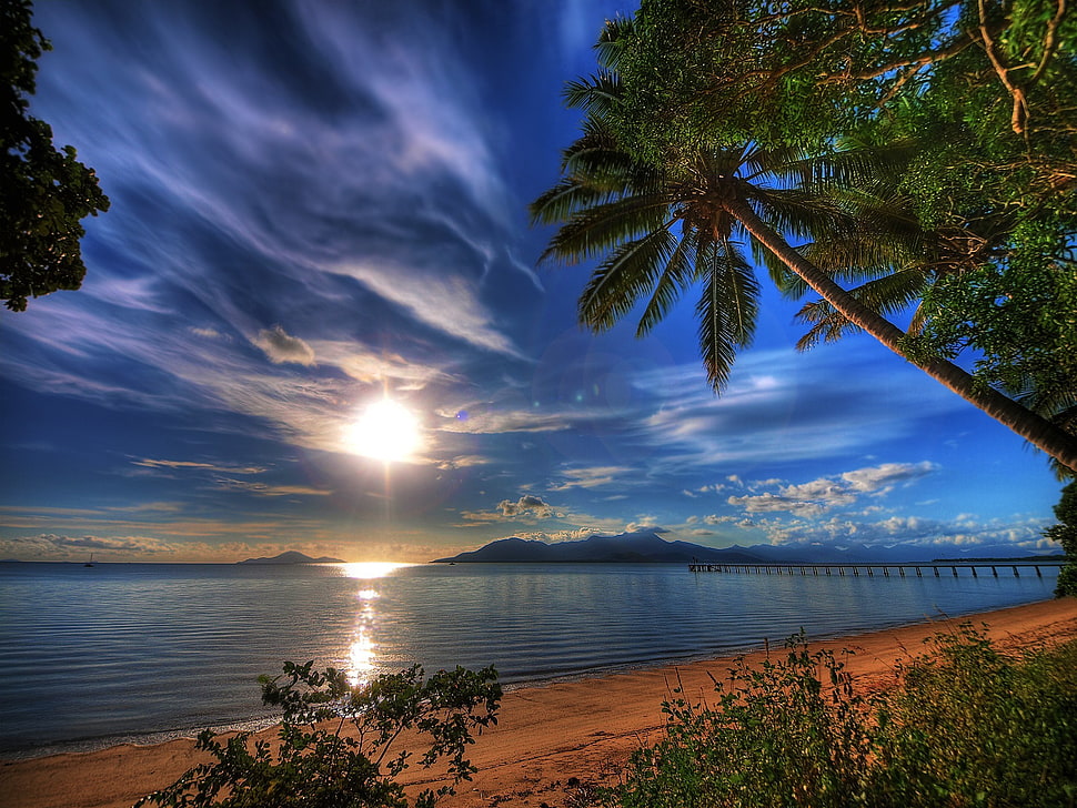 seashore and coconut tree photo, sunset, sea, reflection, shore HD wallpaper