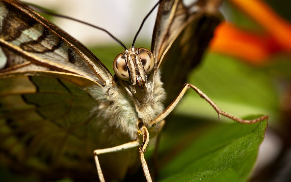 shallow focus photography of brown moth HD wallpaper