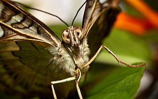 shallow focus photography of brown moth