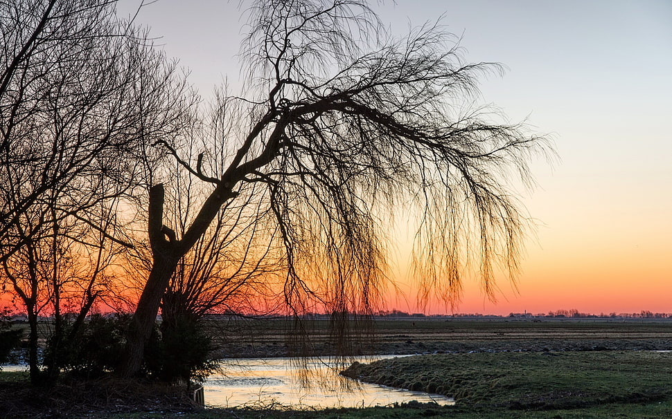 silhouette of bare tree during sunset HD wallpaper