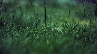 green lawn grass HD wallpaper