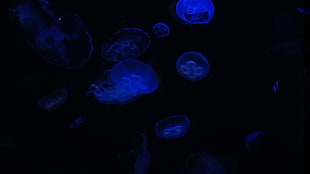 blue jellyfish, Hawaii, Maui, tropical forest, tropics HD wallpaper