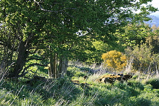 green and brown tree branch, moss, nature, Scotland, UK HD wallpaper