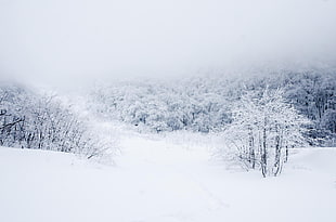 snow covered tree, landscape, winter, snow