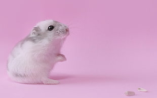 white and grey rodent, pink, animals