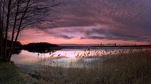 calm lake near grass at dawn