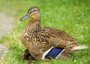 brown duck on green grass field HD wallpaper