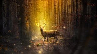 gray deer, Deer, Fire, Forest HD wallpaper