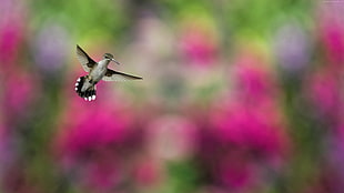 shallow focus of black and white hammingbird