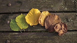 six assorted-color leaves, leaves, wood, wooden surface