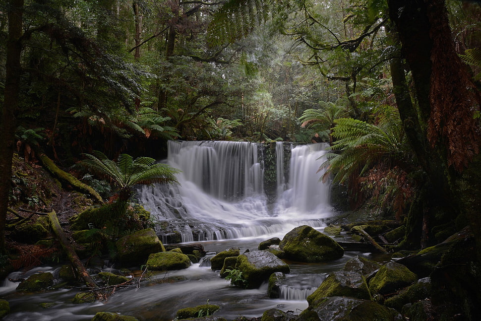 waterfalls, forest, plants, trees, river HD wallpaper
