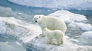 two polar bears on iceberg HD wallpaper