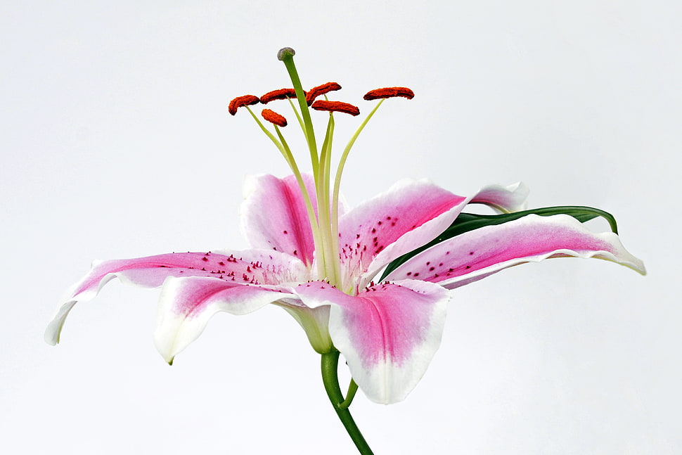 shallow focus photography of pink and white flower HD wallpaper