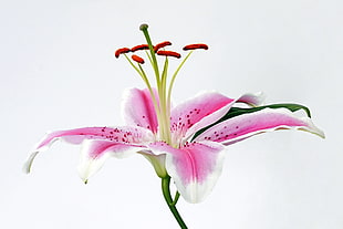 shallow focus photography of pink and white flower