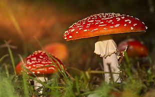 two orange mushrooms, mushroom, macro HD wallpaper