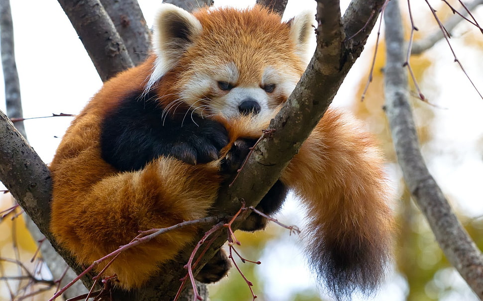 red panda on tree HD wallpaper