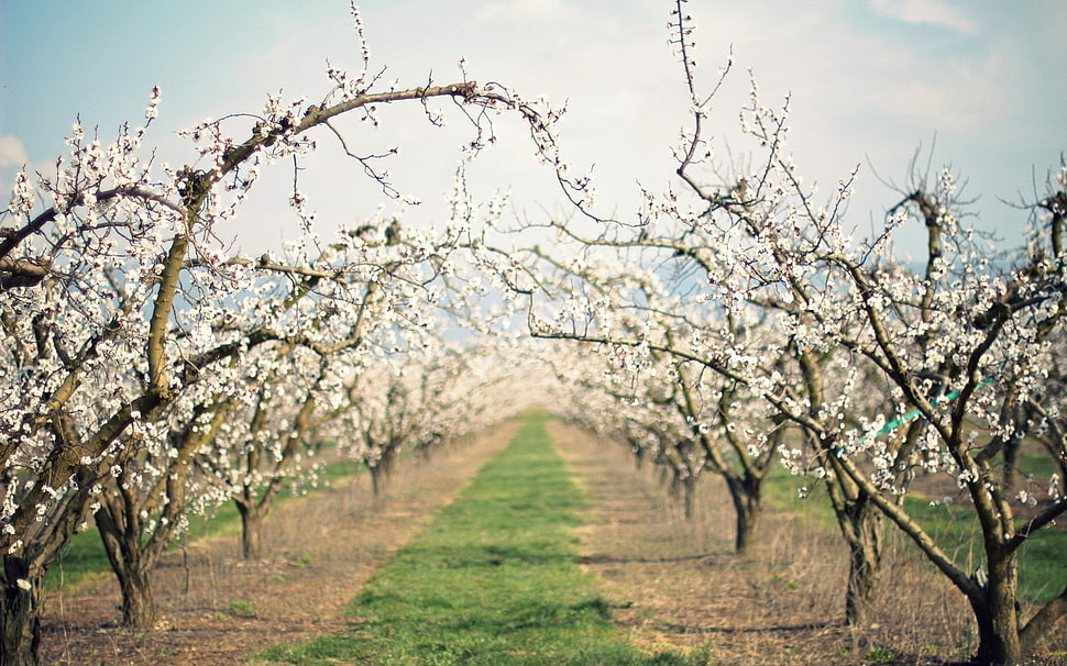 trees with white flowers photography HD wallpaper