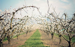 trees with white flowers photography