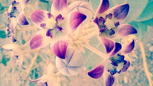 white and purple floral textile, nature, flowers, Iran, Bandar Abbas HD wallpaper