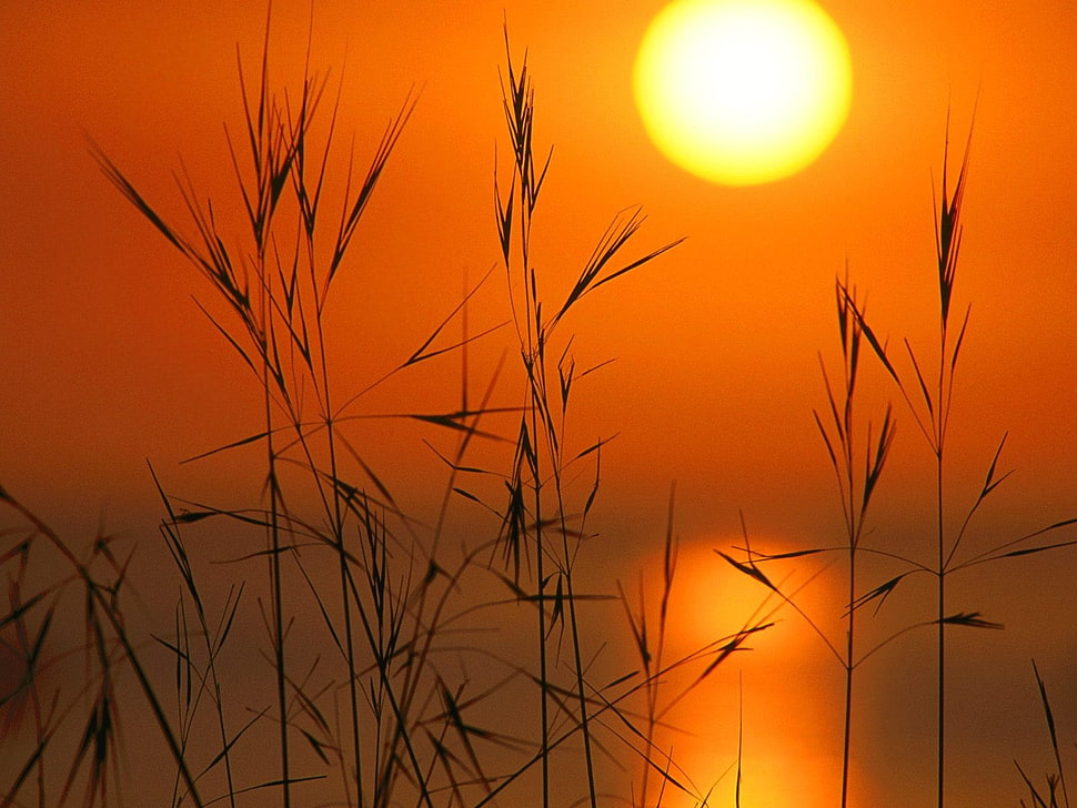 green plant, Sun, sunset, reeds, silhouette HD wallpaper