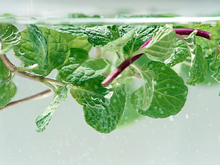 green vegetable leaves in water photo