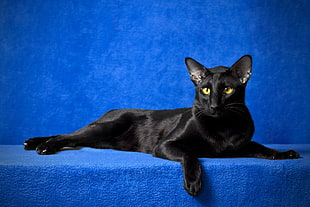 short-furred black cat HD wallpaper
