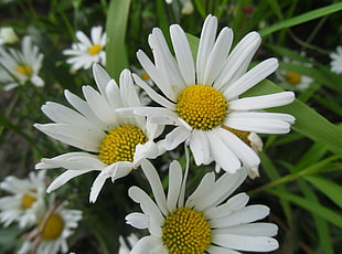 two white daisy flowers