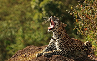 Leopard lying on soil HD wallpaper