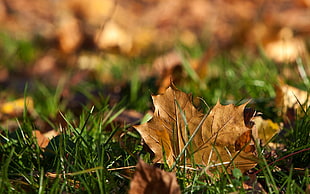 selective focus photography of dried maple leaf on green grass