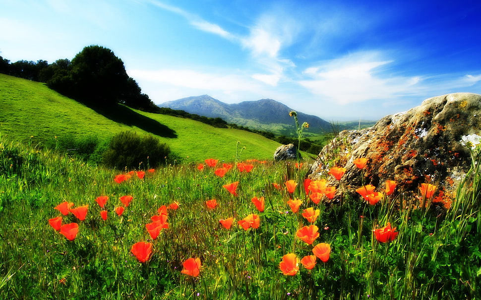 California poppy flowers during daytime HD wallpaper