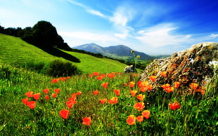 California poppy flowers during daytime