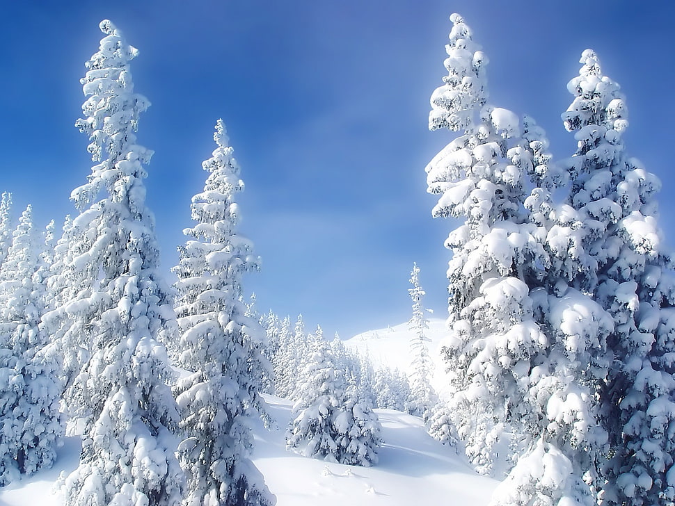 close up photo of snow trees HD wallpaper