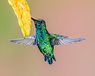 photography of green and gray bird, western emerald