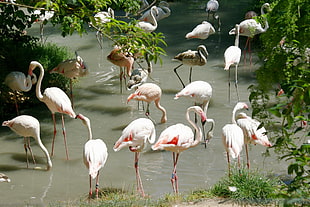 flock of flamingo on river with tall trees at daytime