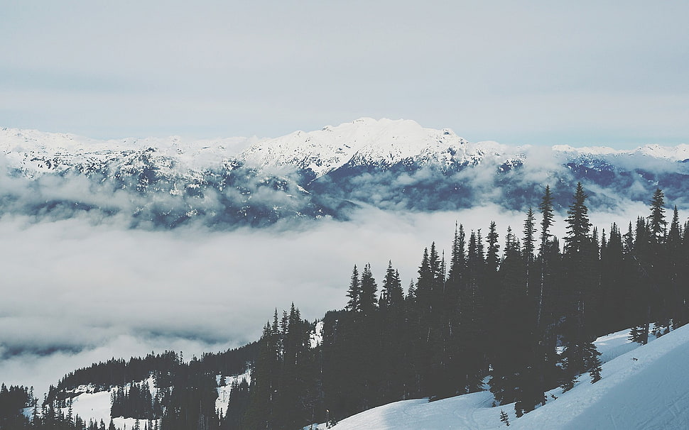 snowy mountain and pine trees during daytime HD wallpaper