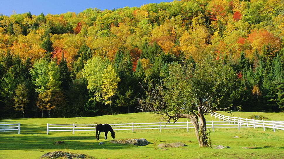 black horse pasture on green ranch farm during daytime HD wallpaper