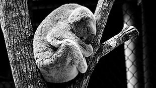 koala on tree black and white photo