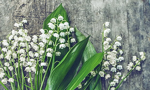 white petaled flower photography HD wallpaper