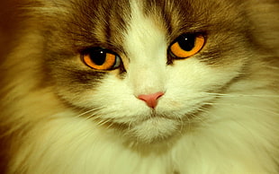 close up photo of white and gray cat