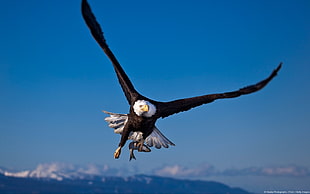 black and white bald eagle, animals, nature, landscape, birds HD wallpaper