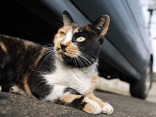 tortoiseshell cat
