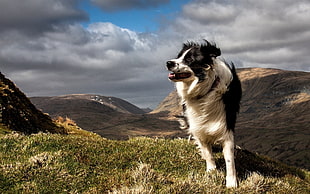 black and white Border Collie on mountain top HD wallpaper