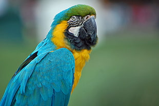 short-beaked blue, yellow, and green bird HD wallpaper